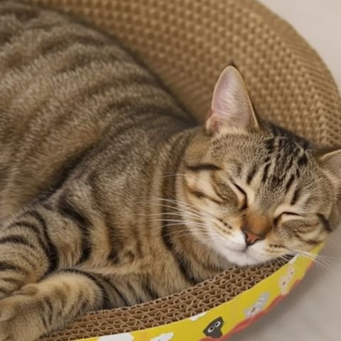 Chat confortablement installé sur son griffoir