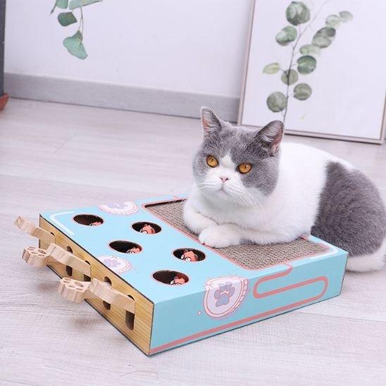 Griffer chat chercher attraper