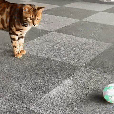 jouet- chat - balle- avec- clochette™