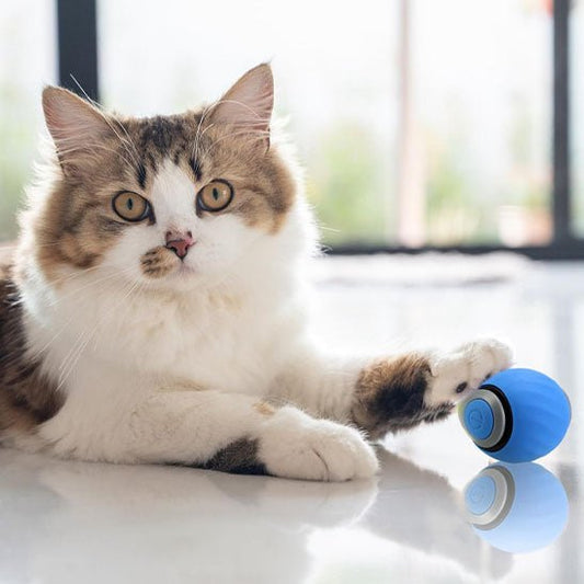 jouet - pour - chat - interactive - Chatsadore.com