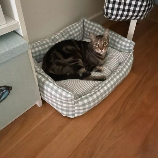 Panier Douillet pour Chat | Coton Thermorégulateur - Chatsadore.com