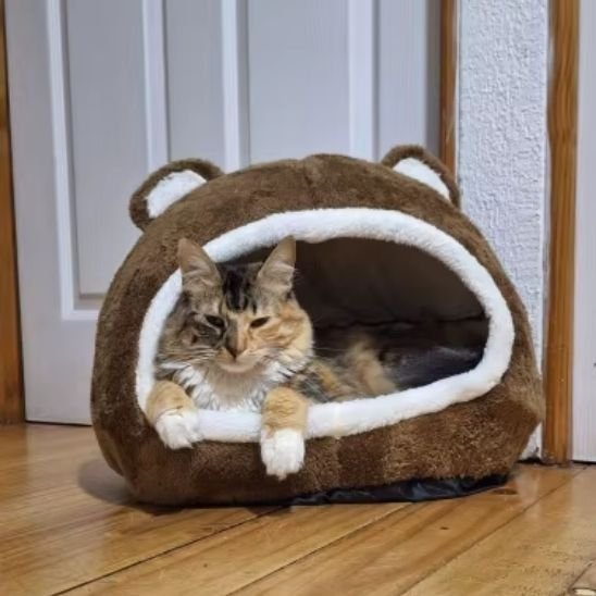 Panier pour chat | Élégance Douillette - Chatsadore.com